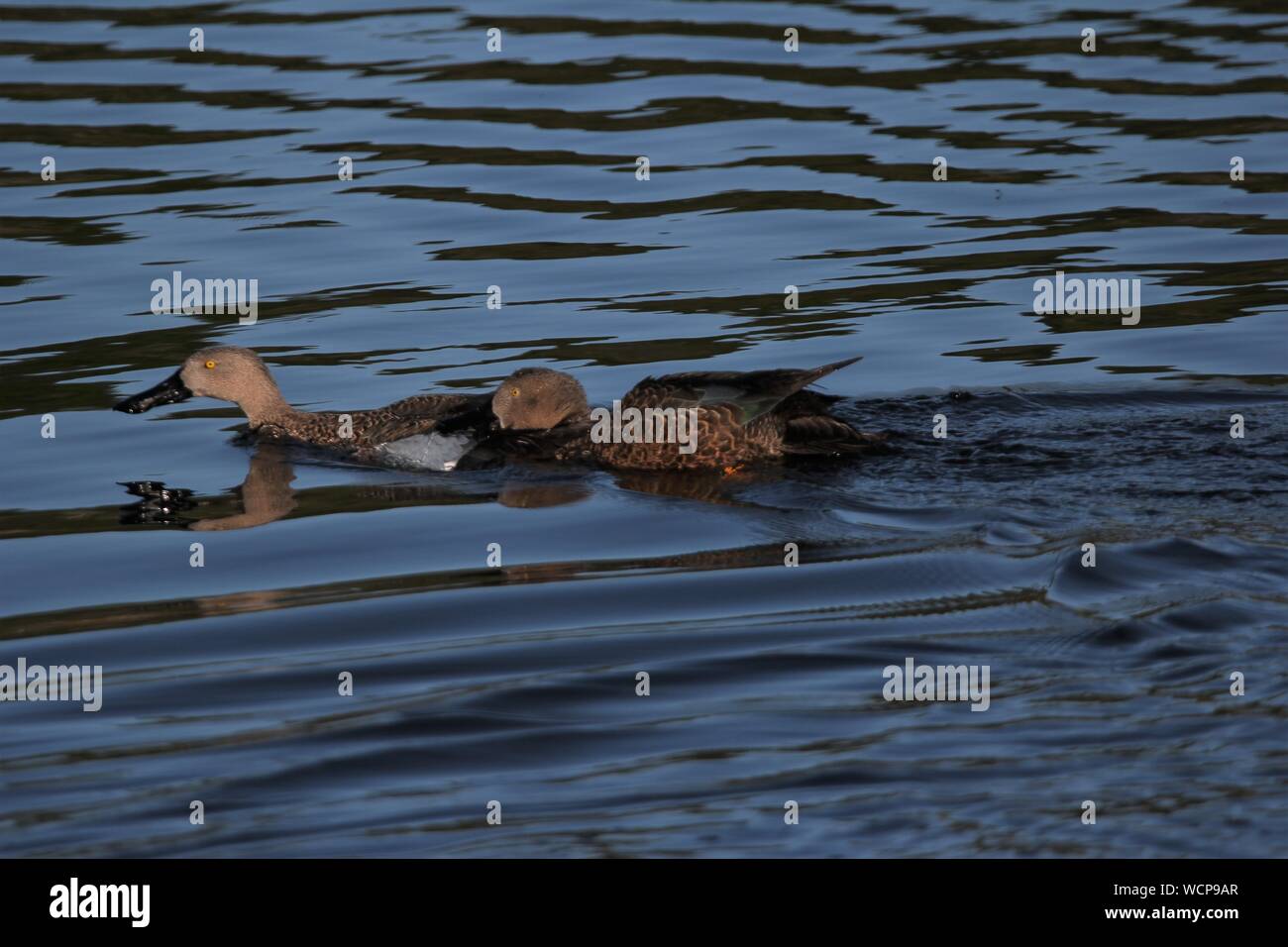 Contending males of Cape Shoveler (Anas smithii) at Natures Landing, Eastern Cape, South Africa Stock Photo