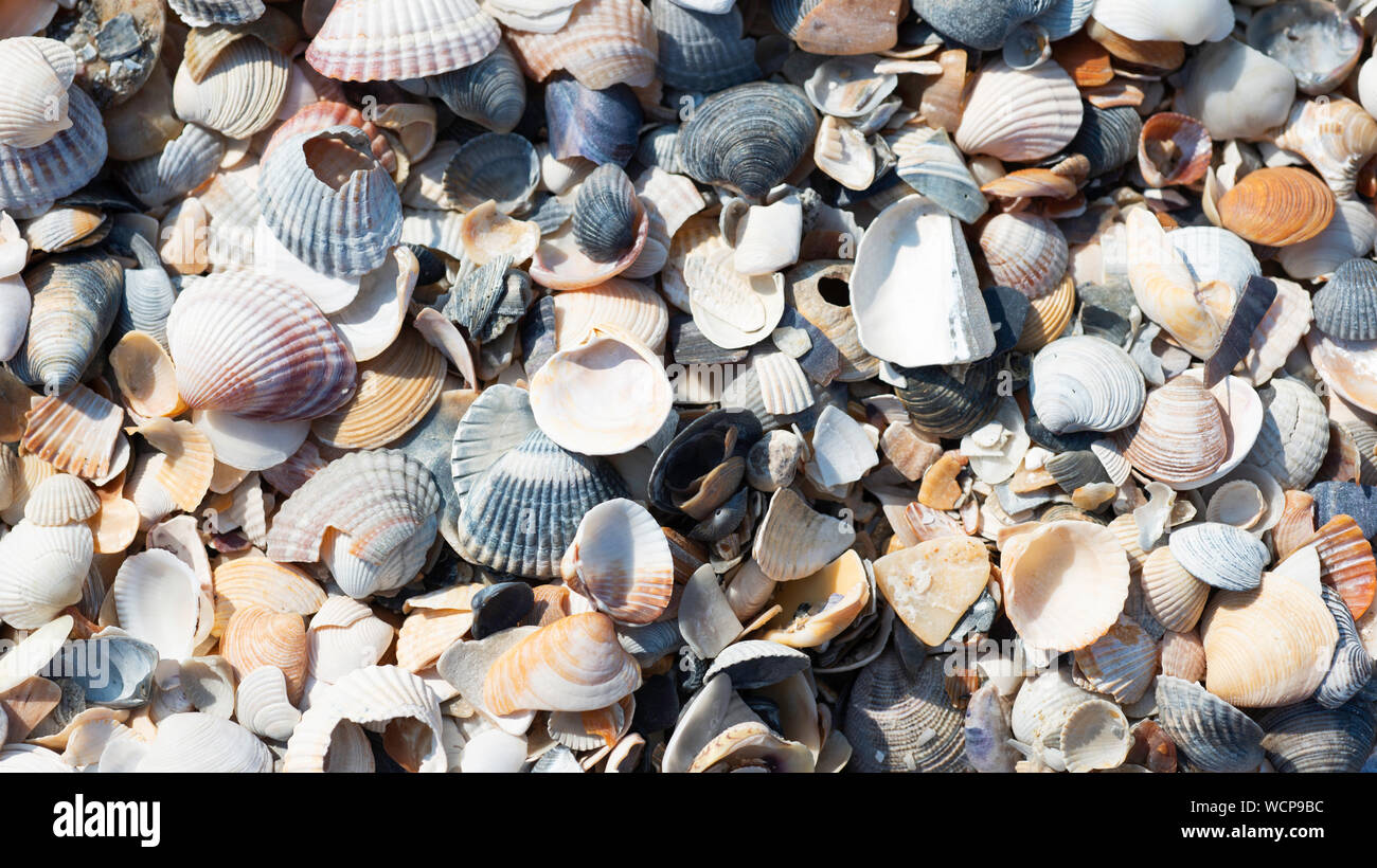 a close up of seashells, Back sea, Tuzly Lagoons, Ukraine Stock Photo