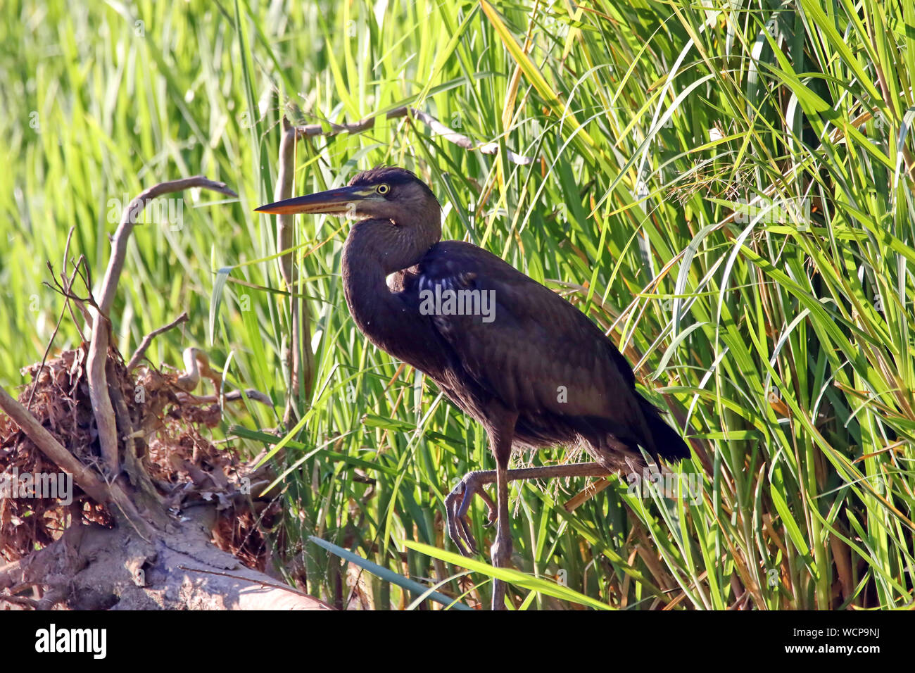 Black Heron High Resolution Stock Photography And Images Alamy