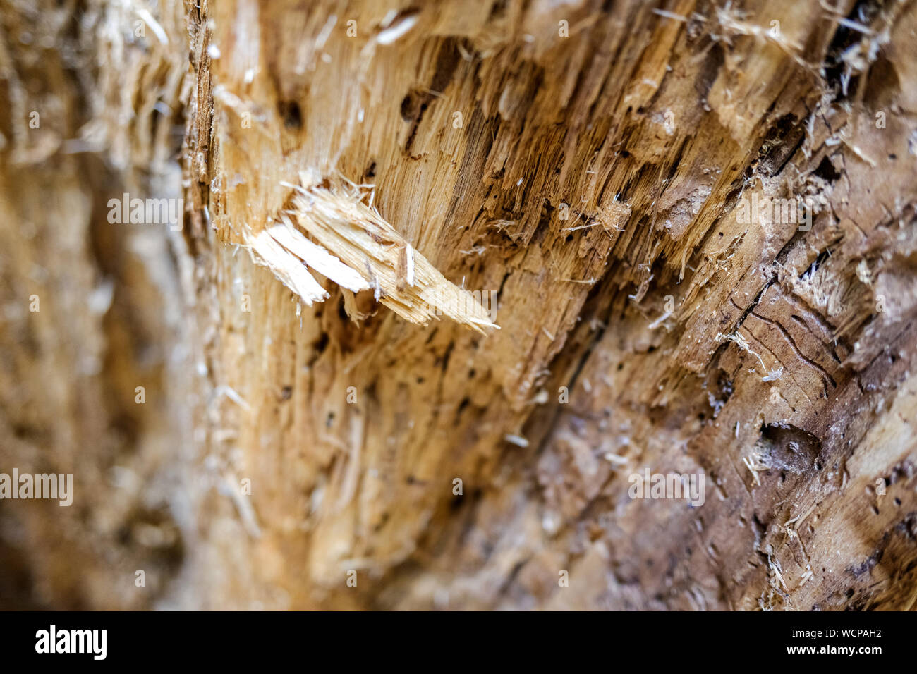 Detail of the inside of a tree trunk eaten by termites and worms Stock Photo Alamy