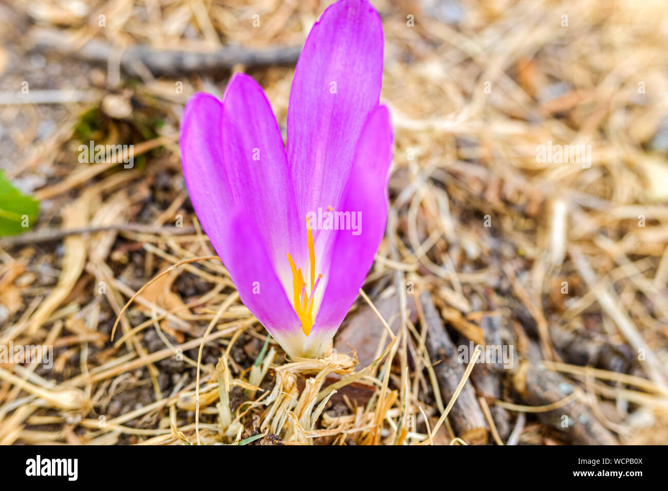 Detail of the beautiful flower merendera montana, Colchicum montanum, endemic to the Iberian Peninsula in Spain and France, grows in the high mountain Stock Photo