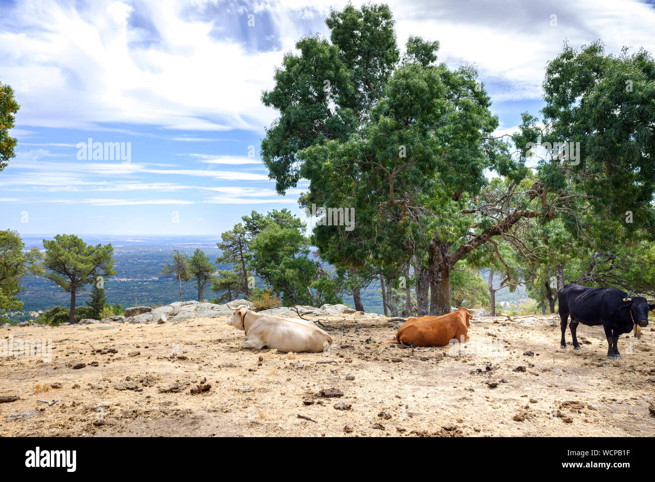 Cows and bulls grazing and resting in a meadow on top of a Spanish mountain. Stock Photo