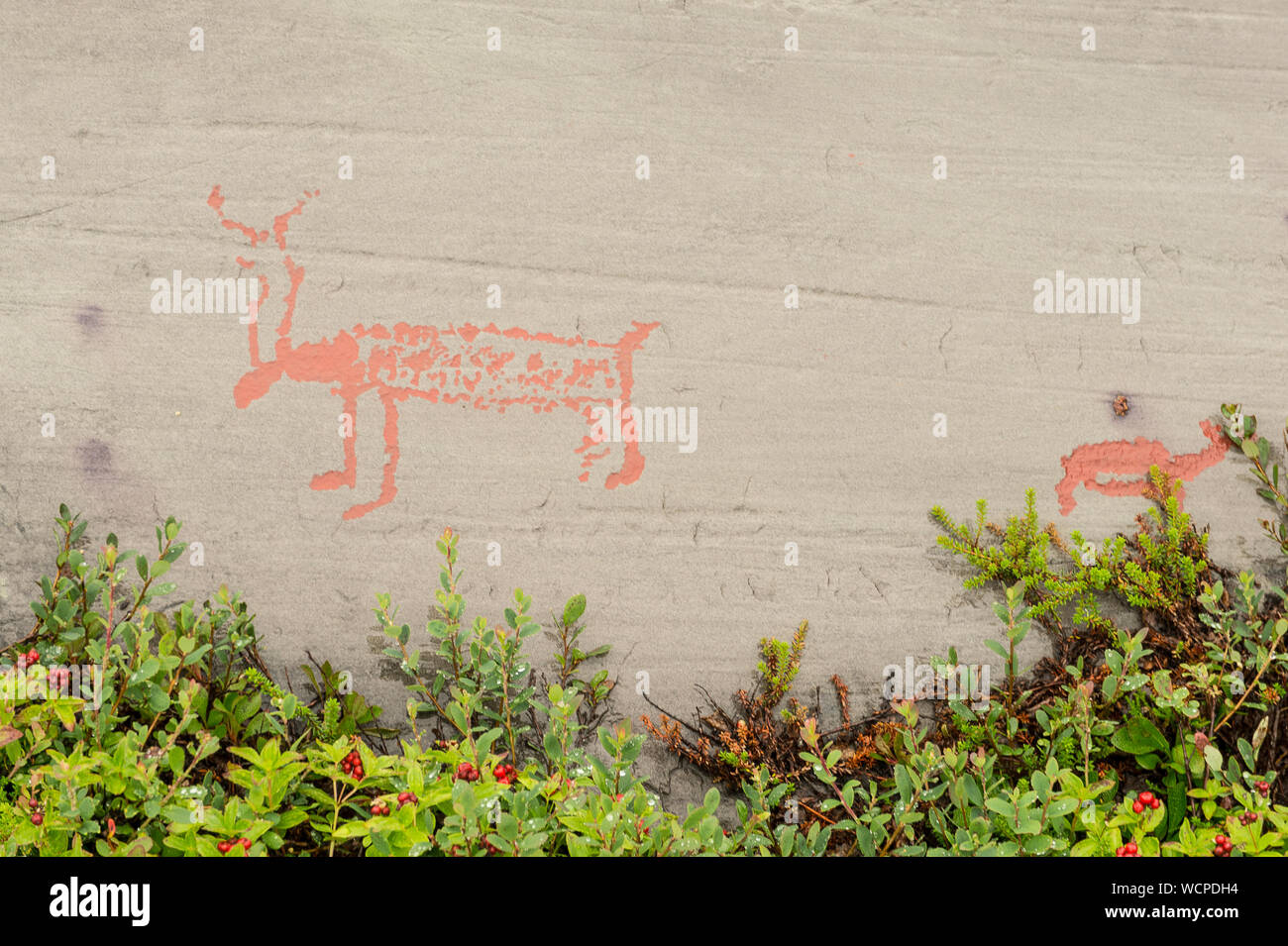 Rock art in Alta Fjord, Norway. Ancient symbols, real drawing, texture in stone. Red ocher paint. Human preys on animals deer. Group of petroglyphs Stock Photo - Alamy Rock art in Alta Fjord, Norway. Ancient symbols, real drawing, texture in stone. Red ocher paint. Human preys on animals deer. Group of petroglyphs Stock Photo - Alamy