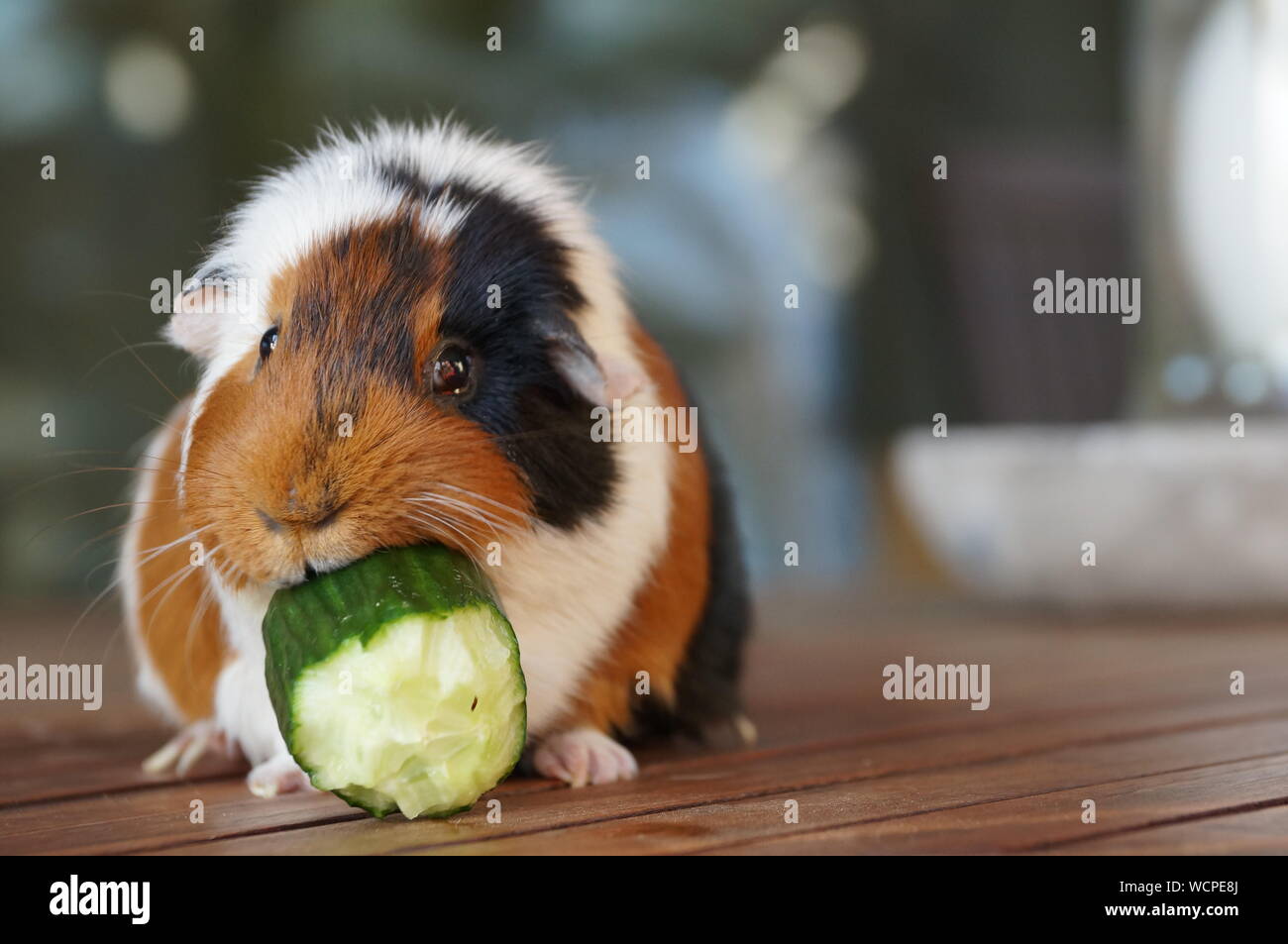 guinea pig eats