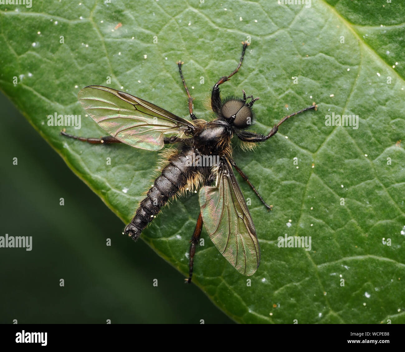 Dorsal view of Bibio sp fly resting on rhododendron. Tipperary, Ireland Stock Photo