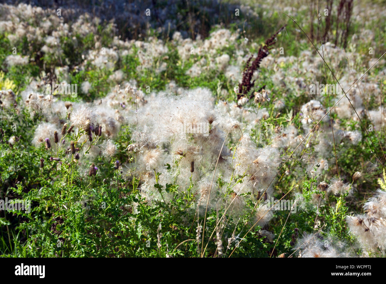 dandelion seed heads on plants Stock Photo