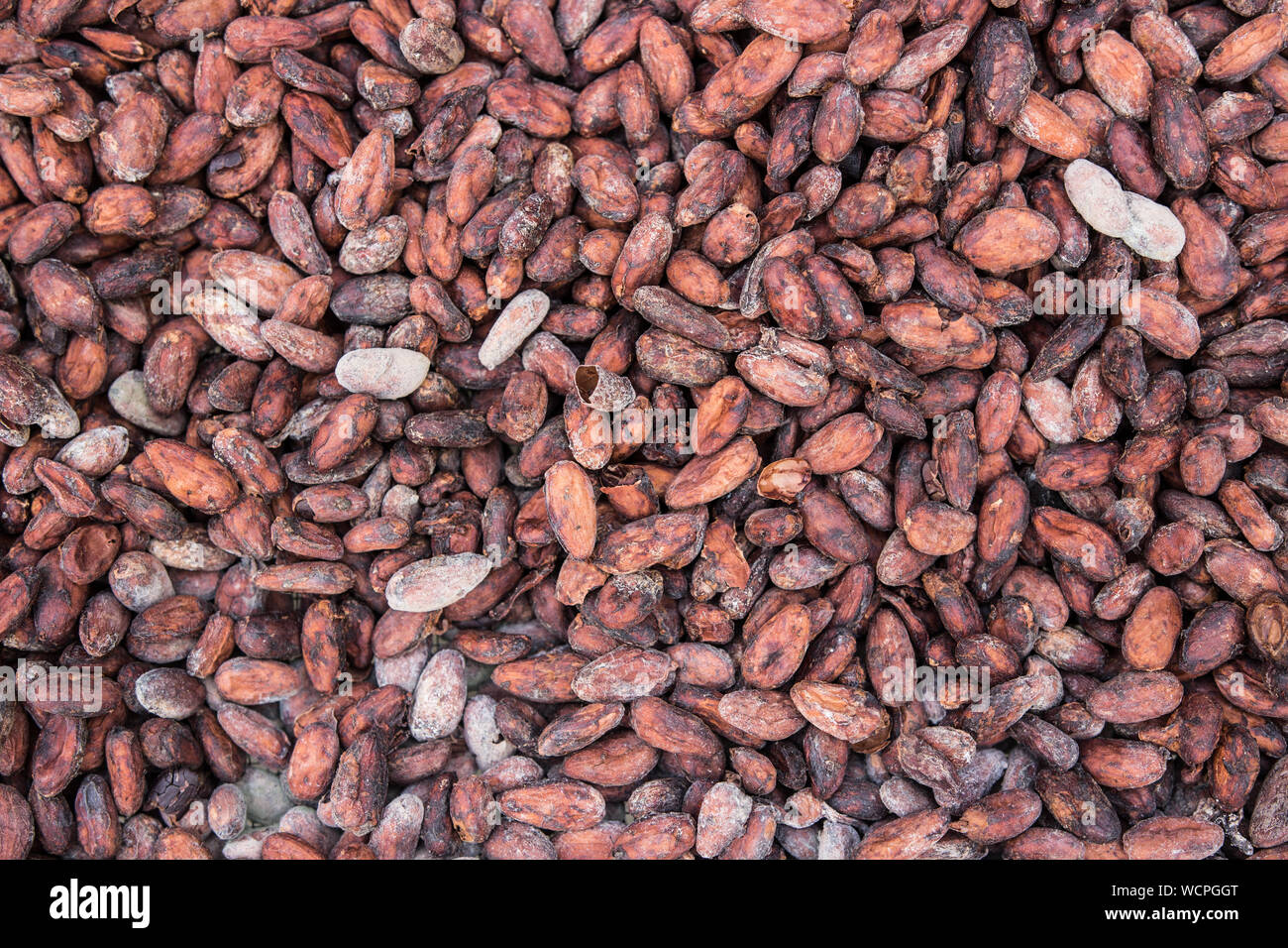 Full Frame Shot Of Cacao Beans Stock Photo