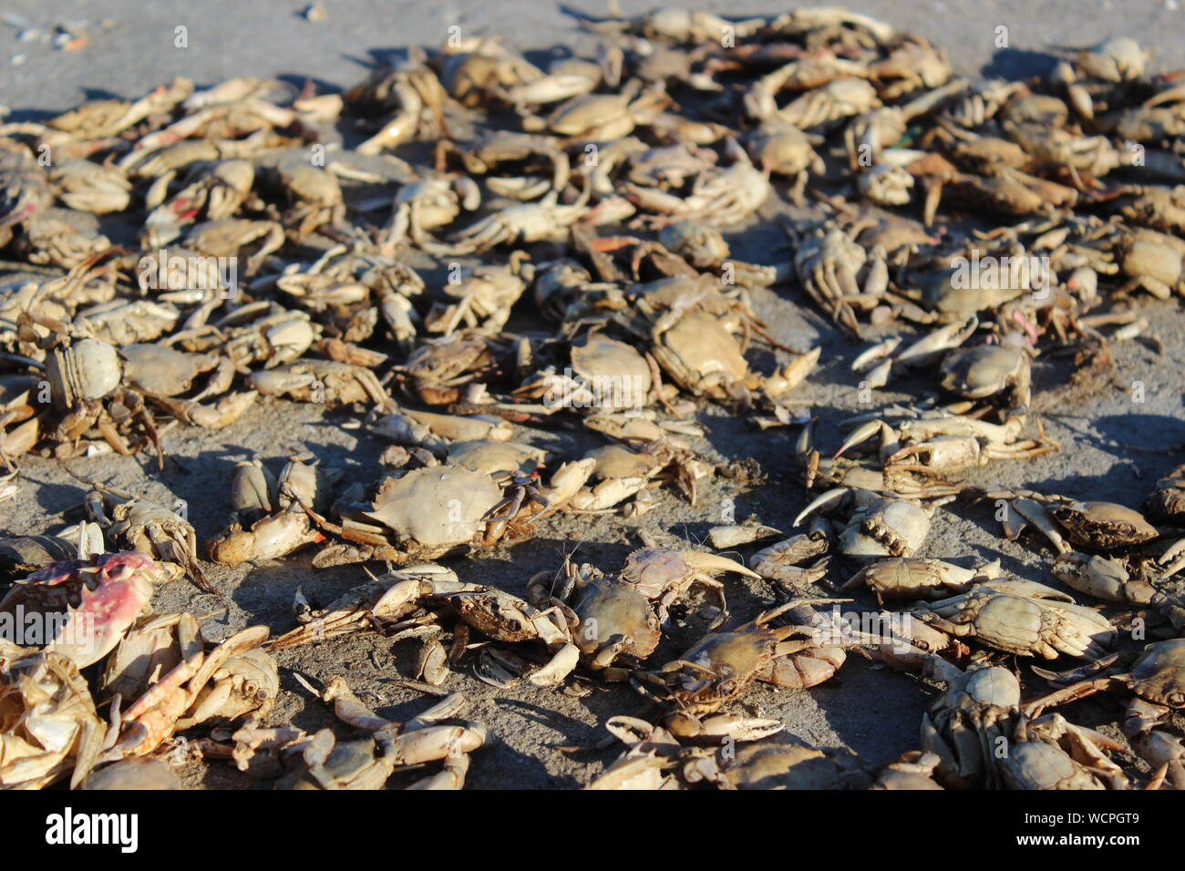 Crabs close up on beach hi-res stock photography and images - Alamy