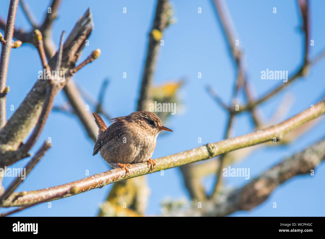 Wren perched on tree branch, close up Stock Photo