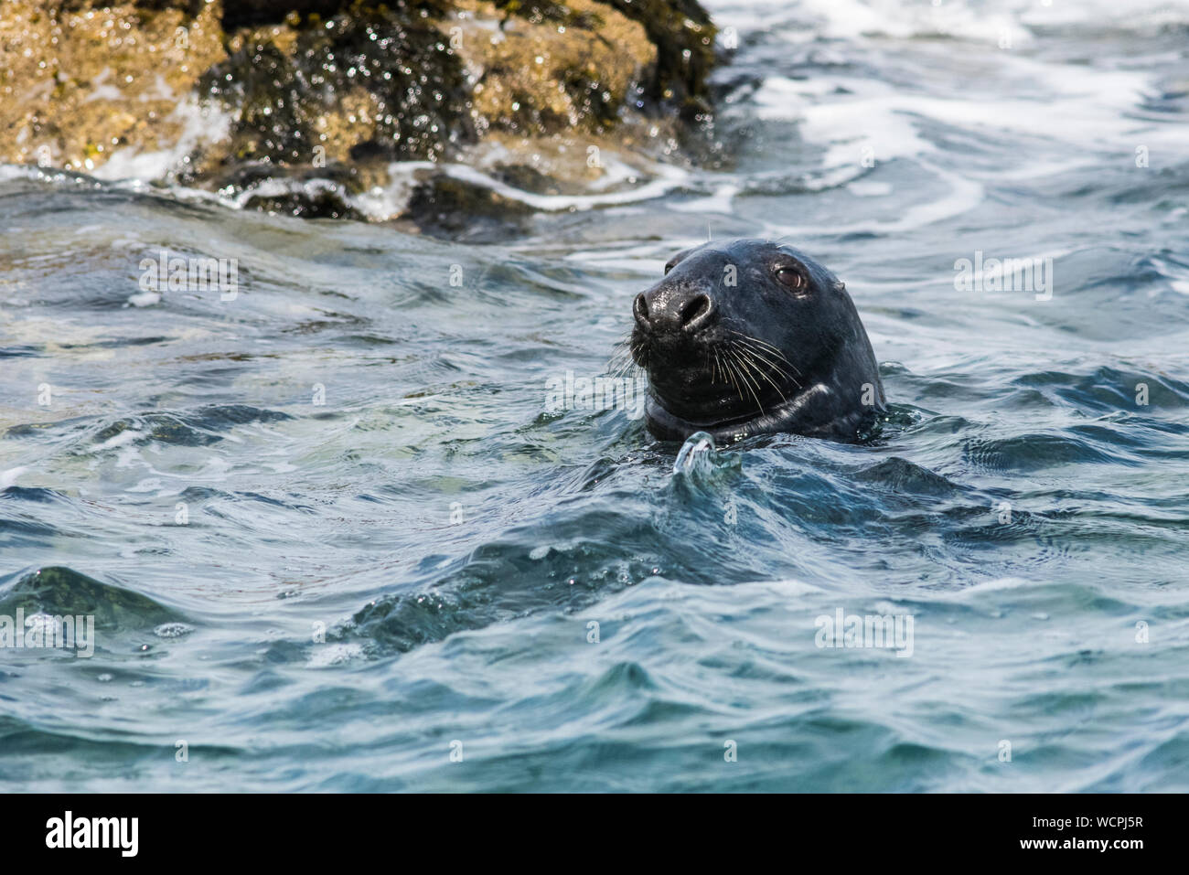 Grey seal, Isles of Scilly, head above the waves Stock Photo