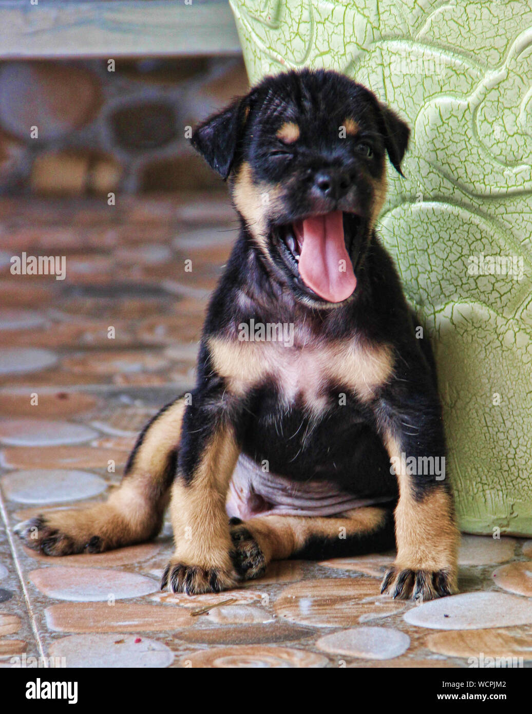 Dog Sitting Down Yawning Stock Photo