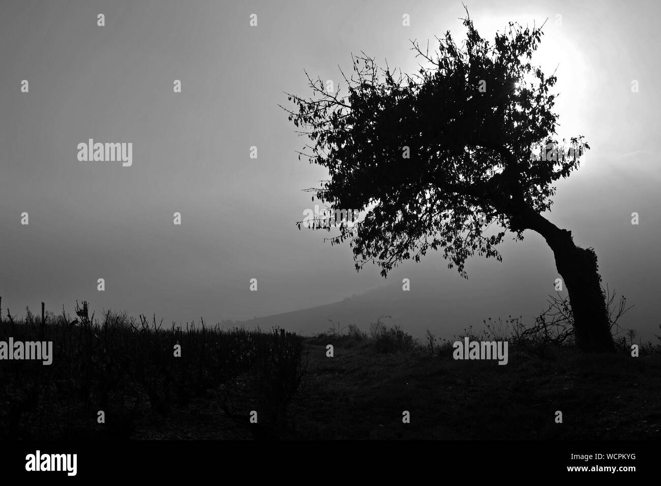 Sunset tree silhouette Black and White Stock Photos & Images - Alamy