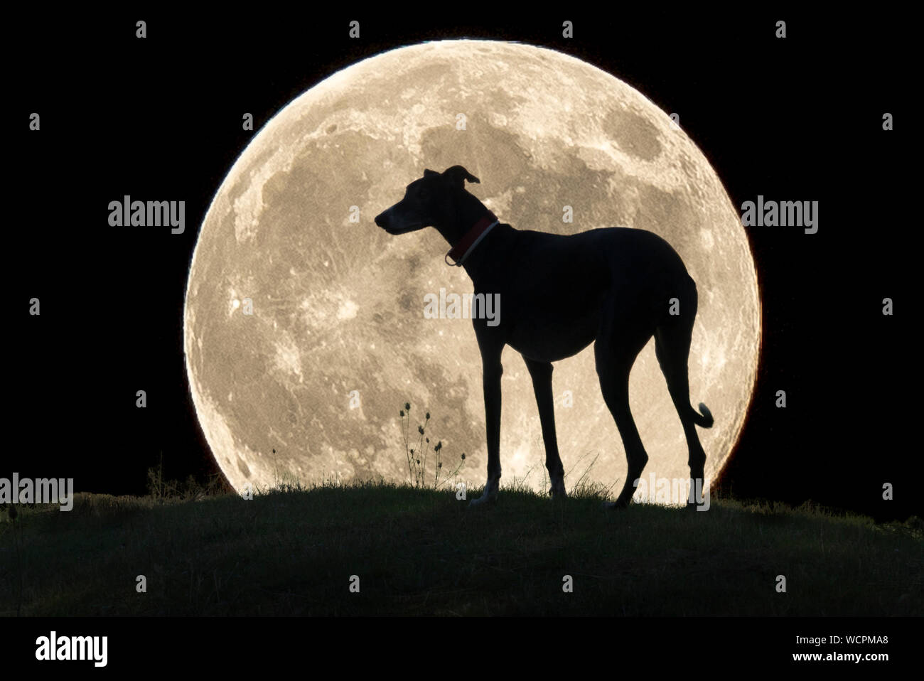 How Are Moon Dogs Formed