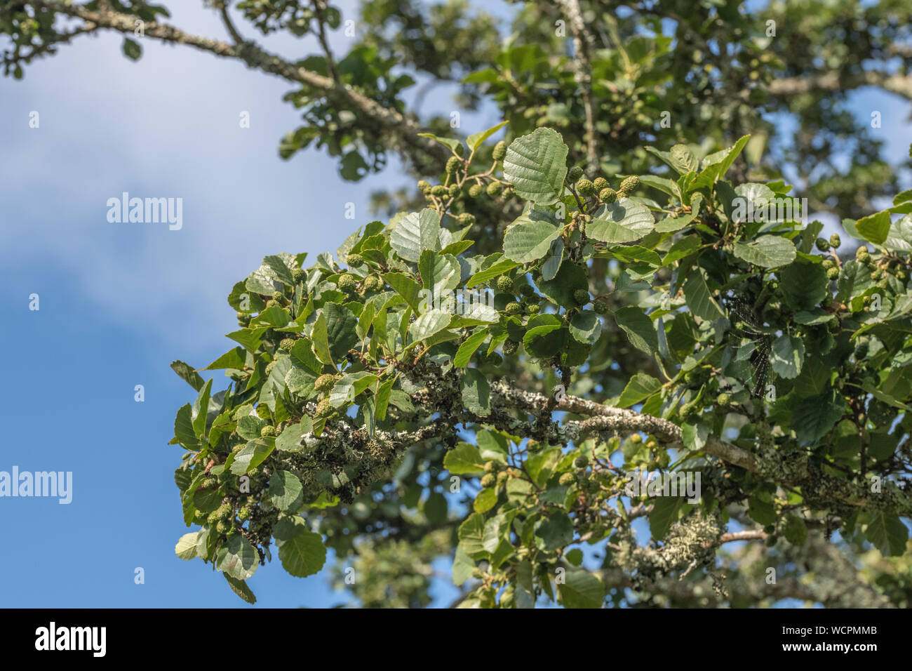 Green cones / fruits and leaves of the Common Alder / Alnus glutinosa. Once used as a medicinal plant in herbal remedies. Stock Photo