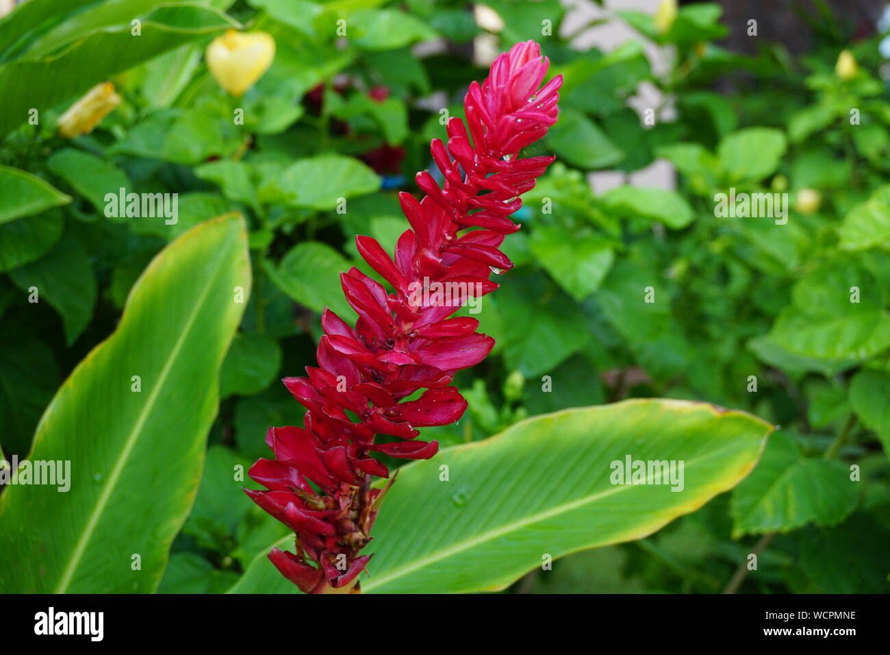 Hawaiian Red Ginger Plant in Bloom (also known as Awapuhi-Ula'Ula) Stock Photo