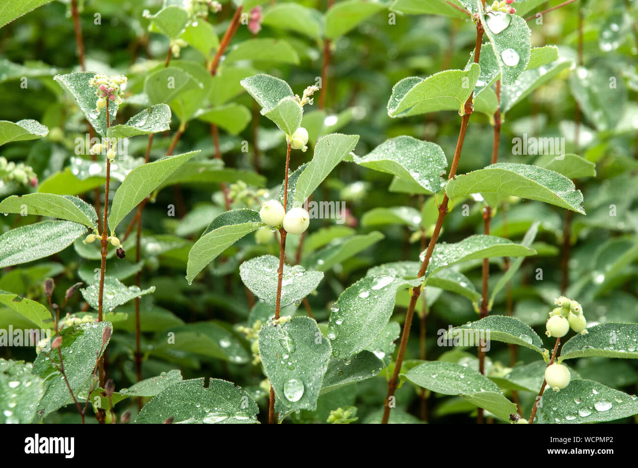 hedge of symphoricarpos albus with rain drops on leaves showing lotus effect Stock Photo