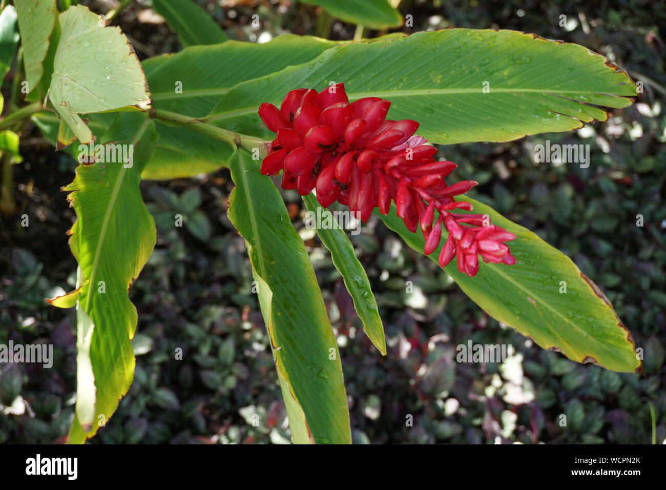 Hawaiian Red Ginger Plant in Bloom (also known as Awapuhi-Ula'Ula) Stock Photo