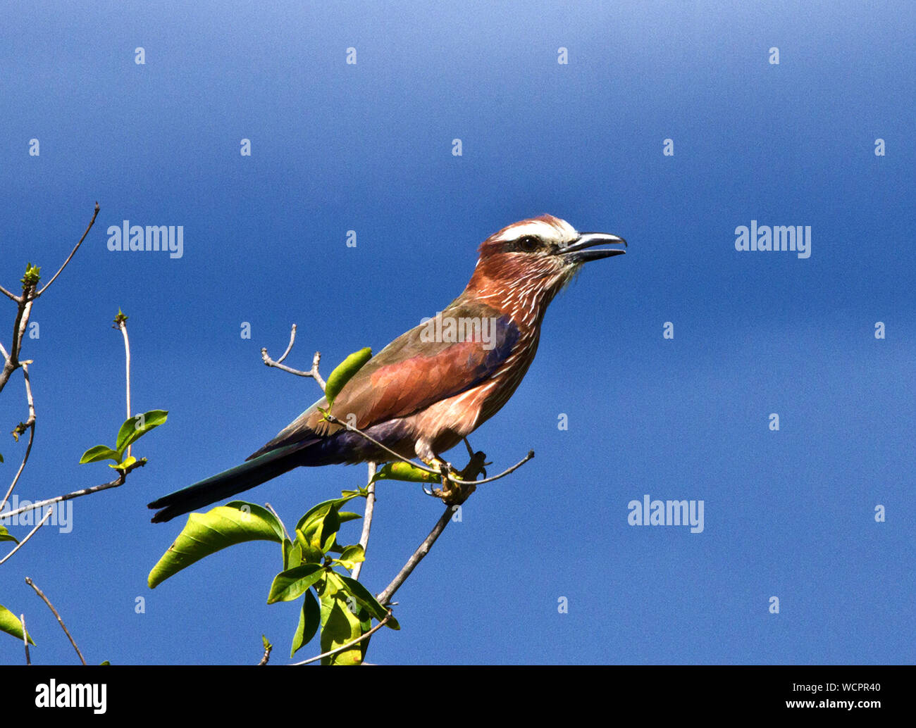The Rufous-crowned Roller is the largest of the family and is very localised in distribution. and never common. Found singly or in pairs they are teri Stock Photo