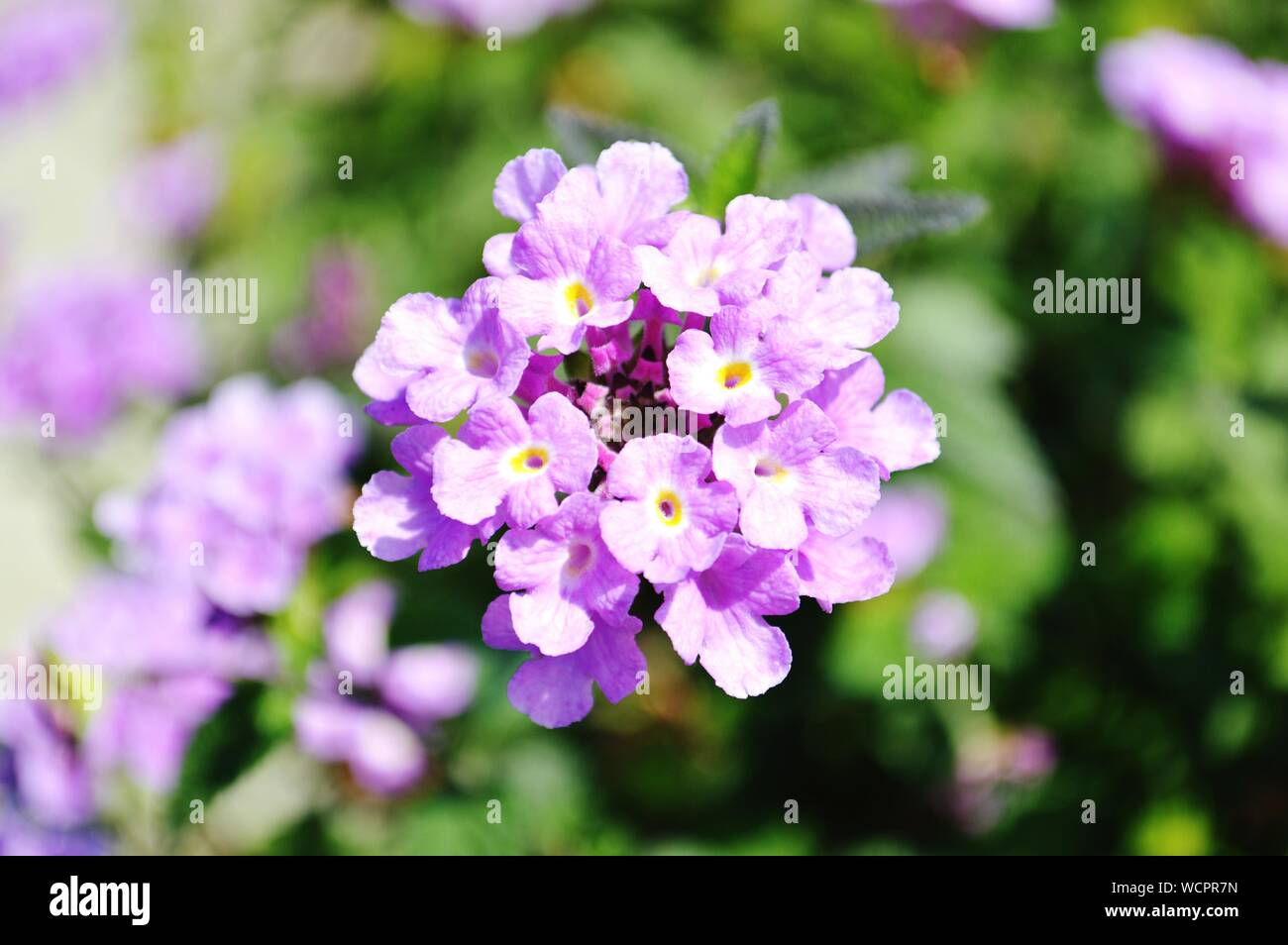 Lantana Flower Delivery