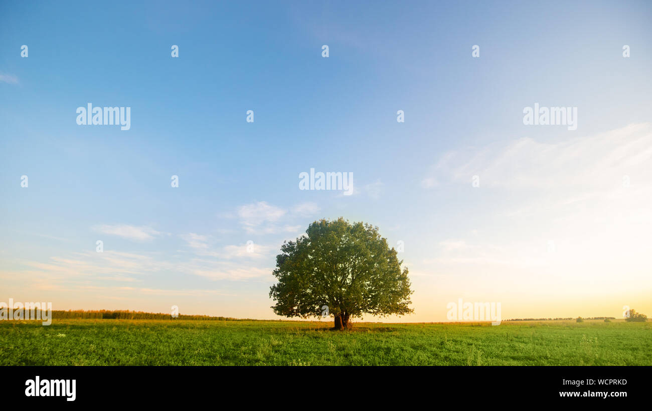 Lonely green oak tree in the field Stock Photo - Alamy