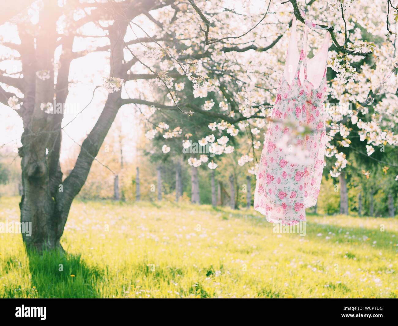 Floral Dress Hanging On Tree Stock Photo