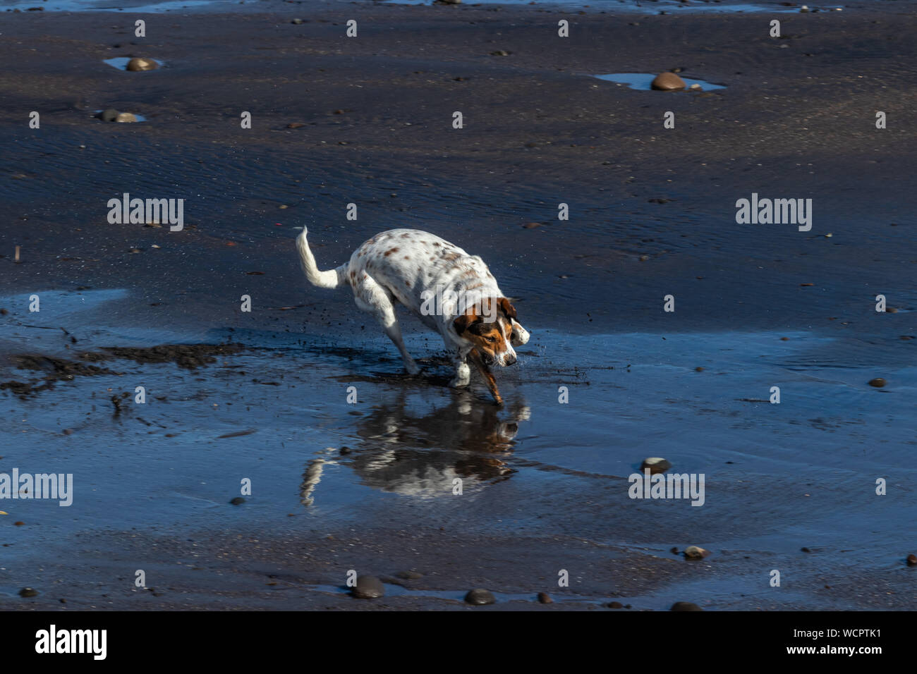 Mouth on stick hires stock photography and images Alamy