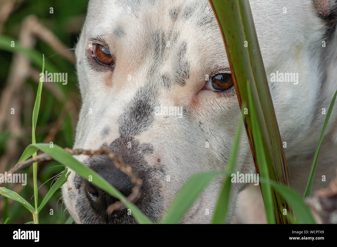 Close up of dog's face in long grass Stock Photo