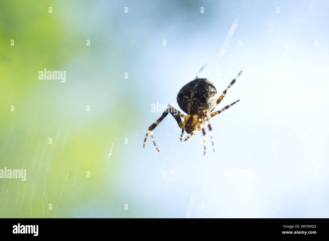 Spider and web. Cobweb in morning light. Aranei and shining spiderweb. natural background. Stock Photo
