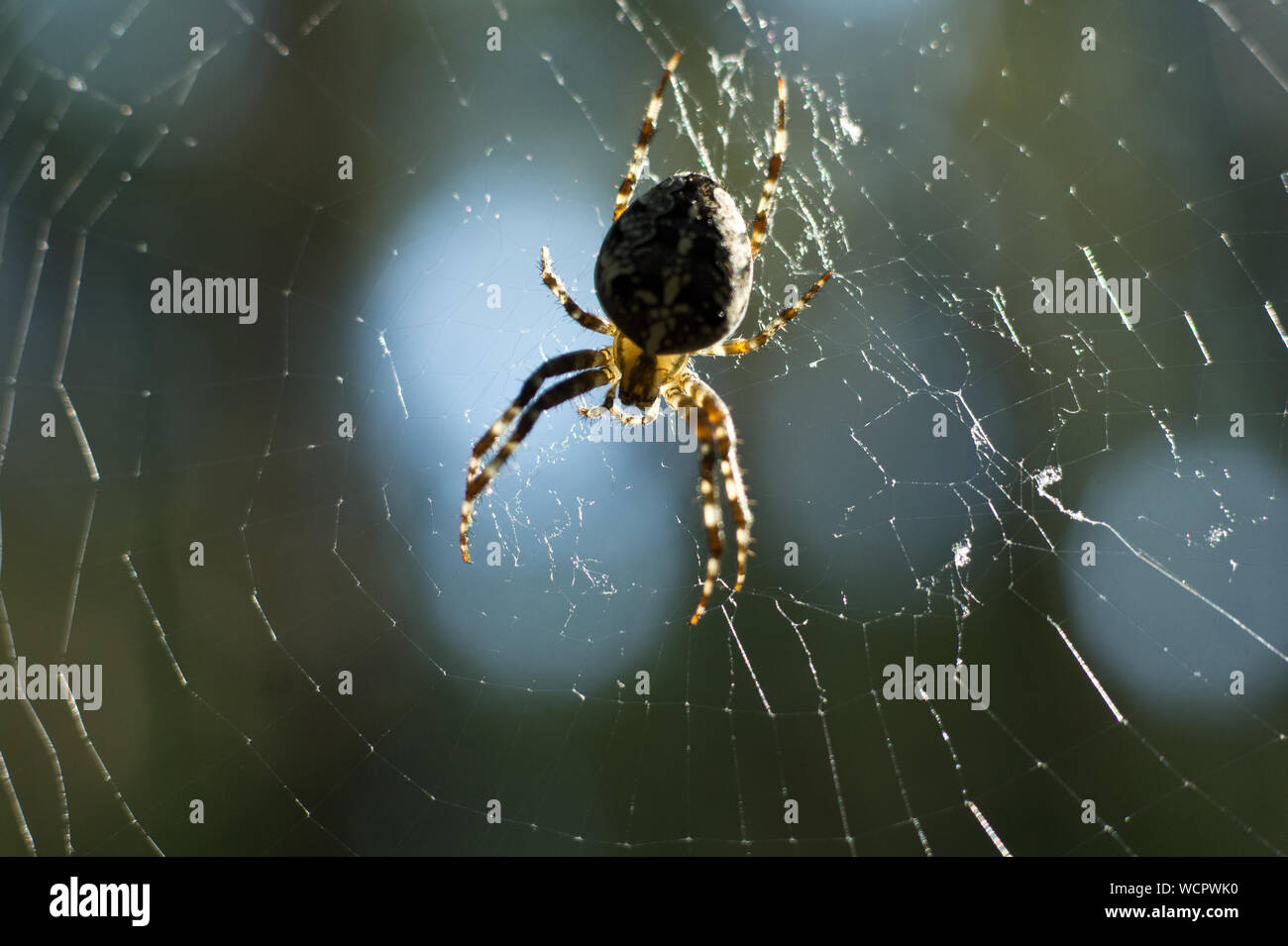 Spider and web. Cobweb in morning light. Aranei and shining spiderweb. natural background. Stock Photo