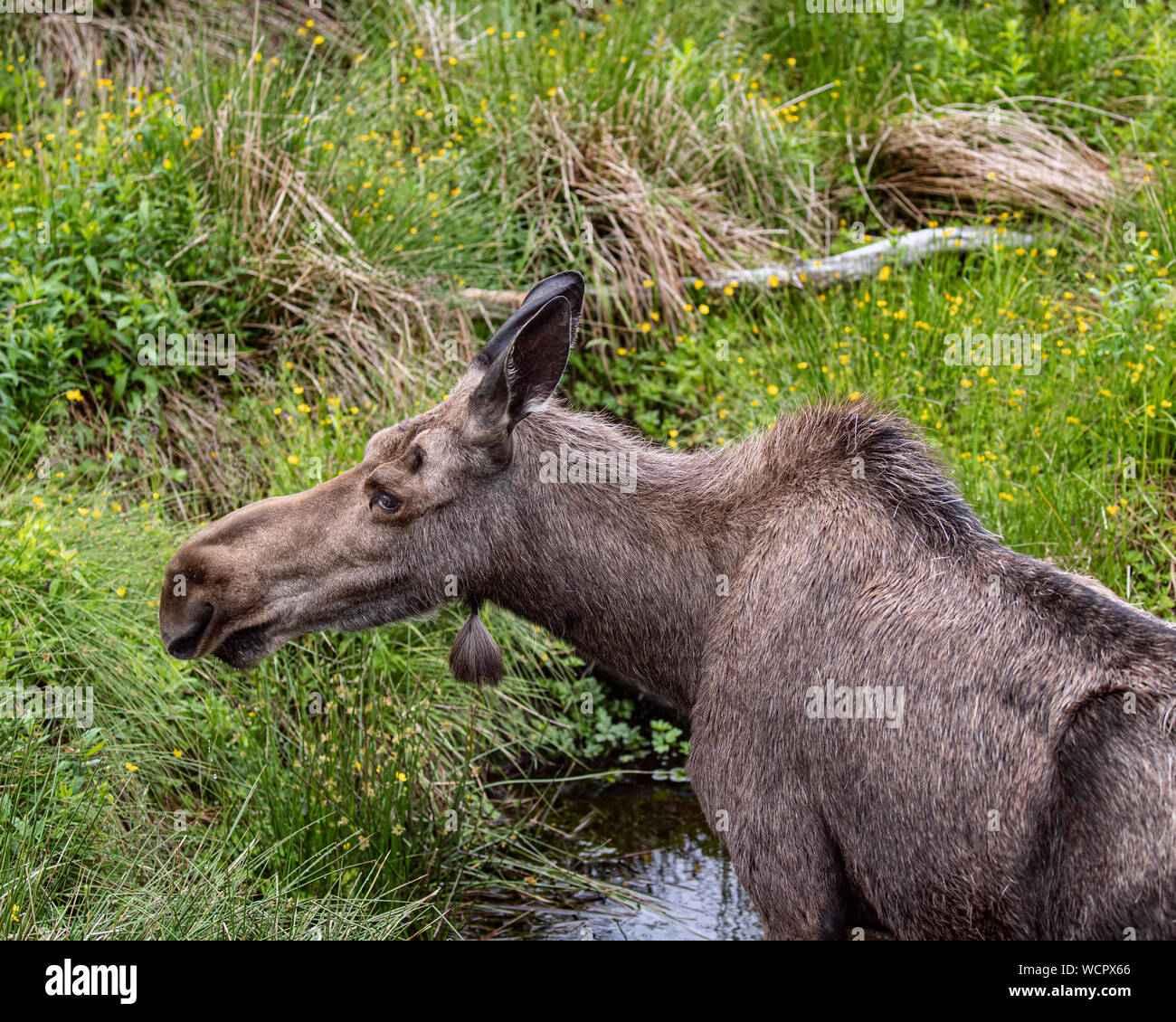 Moose drinking and grazing in a green meadow Stock Photo
