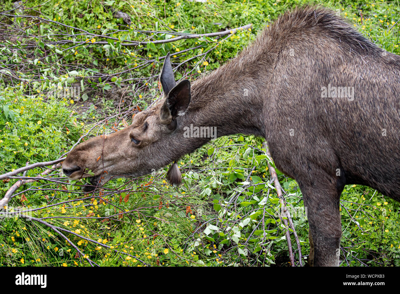 Moose drinking and grazing in a green meadow Stock Photo