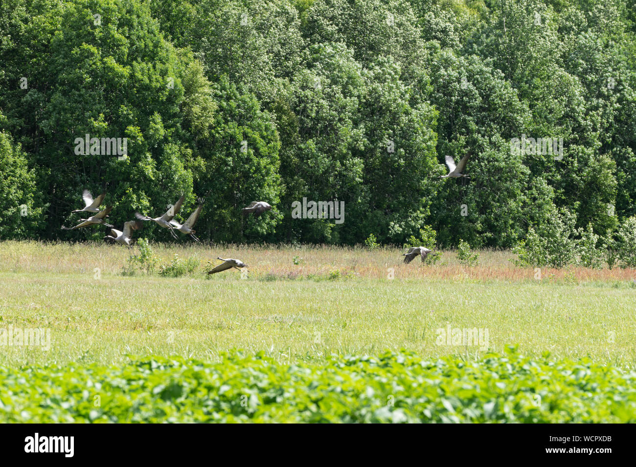 Grus grus. Common crane rest on the edge of the forest. Birds on the meadow. Eurasian crane rising flight, natural environment background. Stock Photo