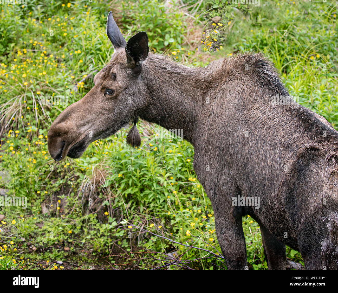 Moose drinking and grazing in a green meadow Stock Photo