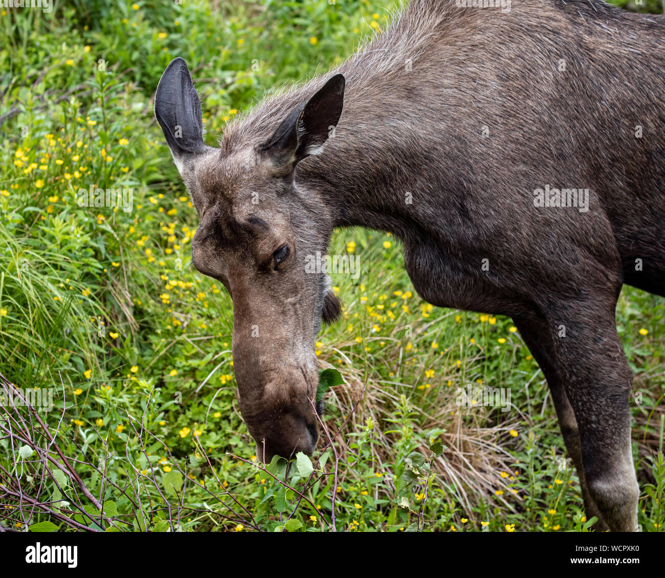 Moose drinking and grazing in a green meadow Stock Photo