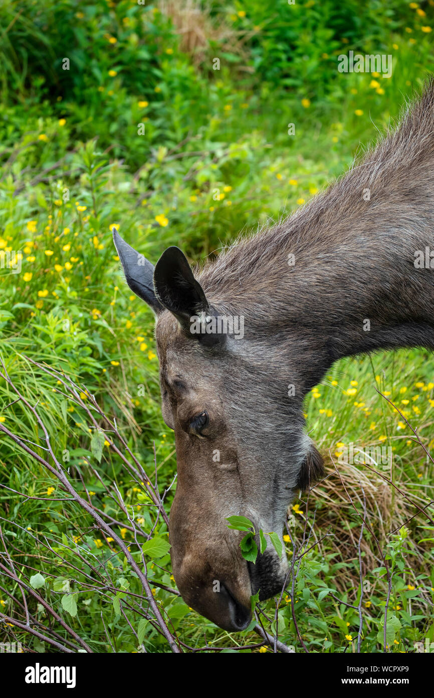 Moose drinking and grazing in a green meadow Stock Photo