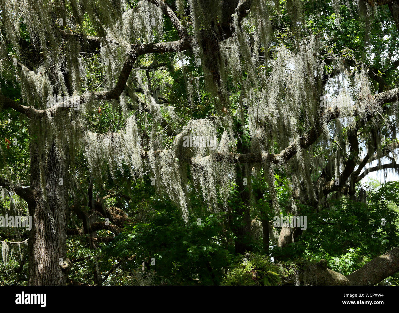 Spanish moss savannah hires stock photography and images Alamy