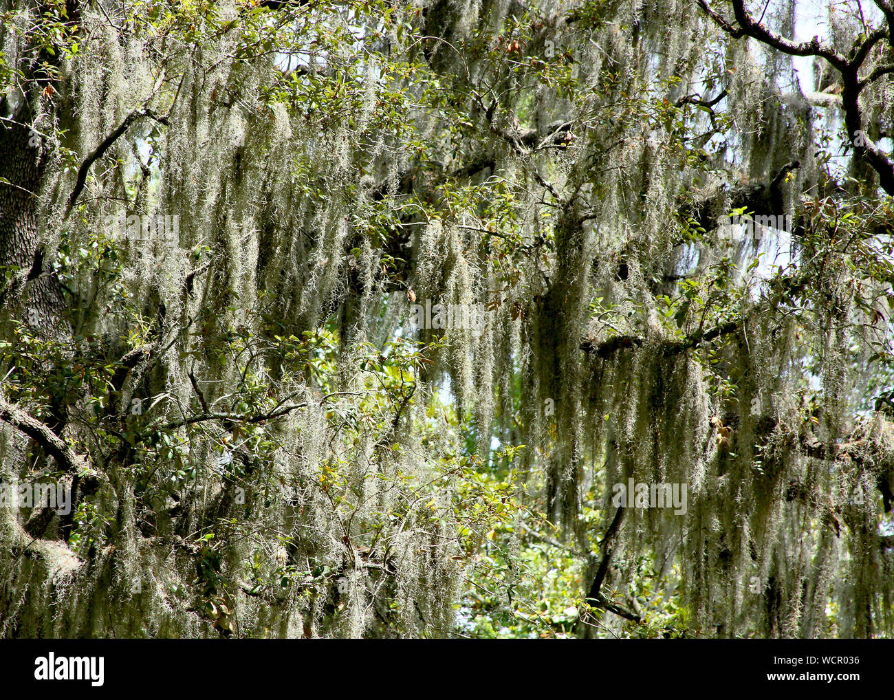 Spanish moss in a tree in coastal Stock Photo Alamy
