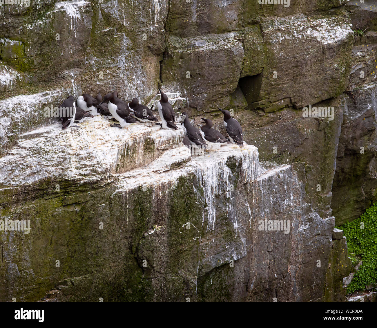 Common Murres nest on rocky cliff next to the bay in Newfoundland Stock Photo