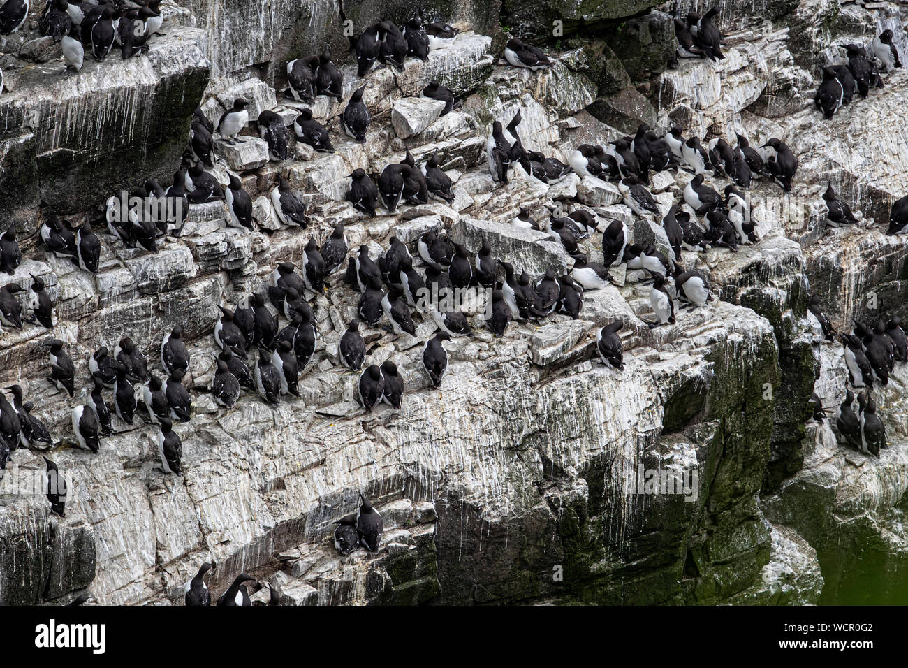 Messy birds nest hires stock photography and images Alamy