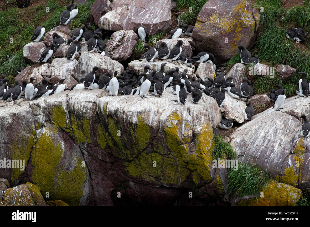 Messy birds nest hires stock photography and images Alamy
