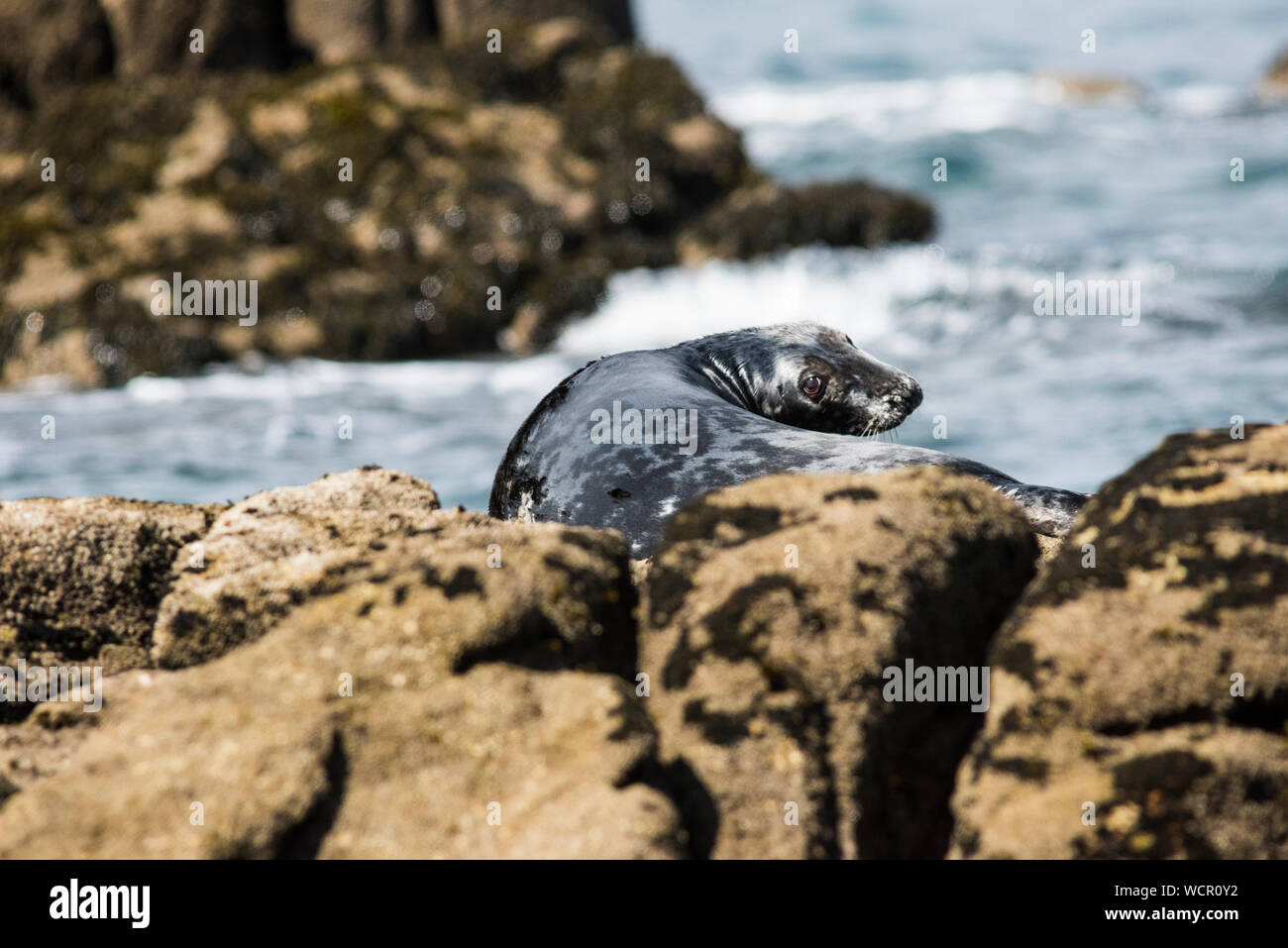 Grey seal, Isles of Scilly, basking on rocks, head turned to camera. Stock Photo