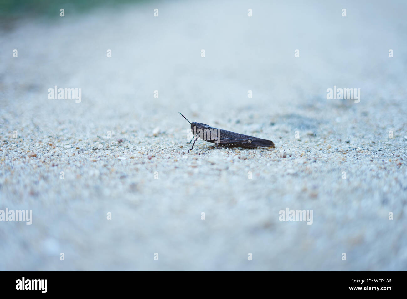 Common grasshopper on the ground (Melanoplus sanguinipes) Stock Photo