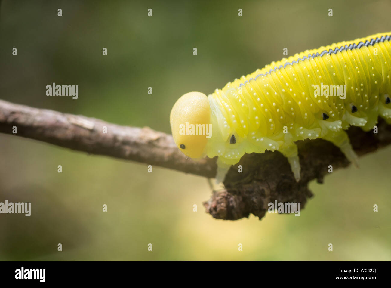 Green caterpillar with a black spots, wooden background Stock Photo Alamy