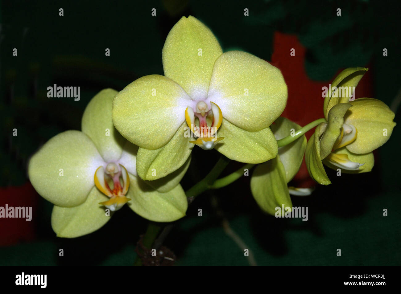 yellow Phaleonopsis orchids on black background Stock Photo