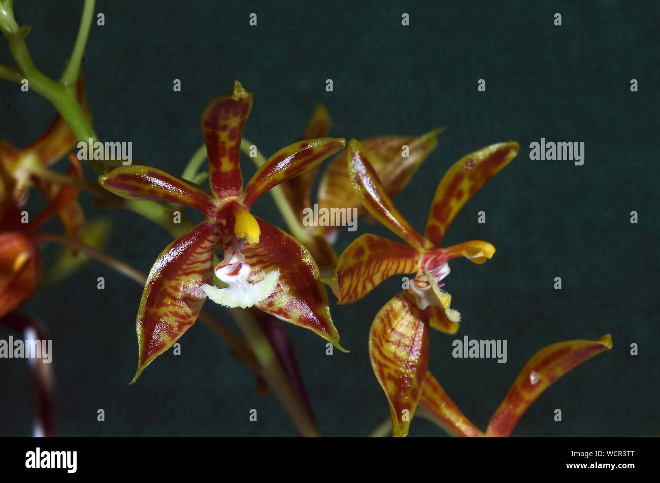 Phaleonopsis mannii orchids on dark background Stock Photo