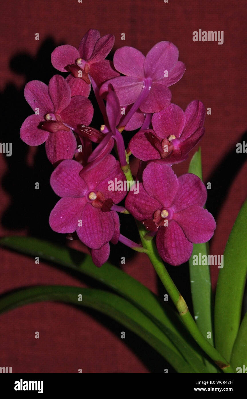 hybrid orchids on black background - Ascda Tubtim velvet x varda Fuch's violetta Stock Photo