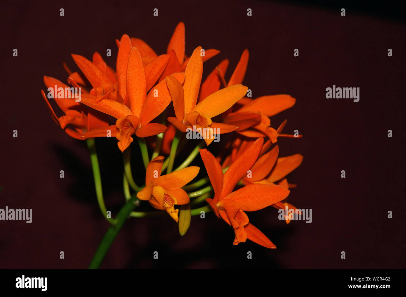 Vivid orange orchids - Lycaste chit chat Stock Photo