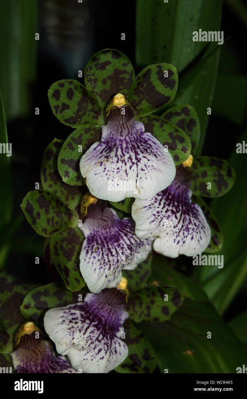 Zygopetalum orchids occur in humid forests at low- to mid-elevation regions of South America, with most species in Brazil. Stock Photo