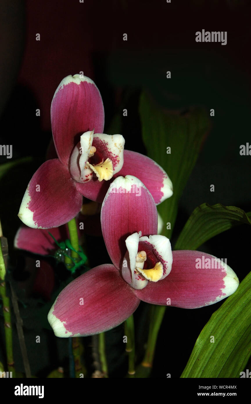 Purple orchids - Lycaste Alwina miller Stock Photo