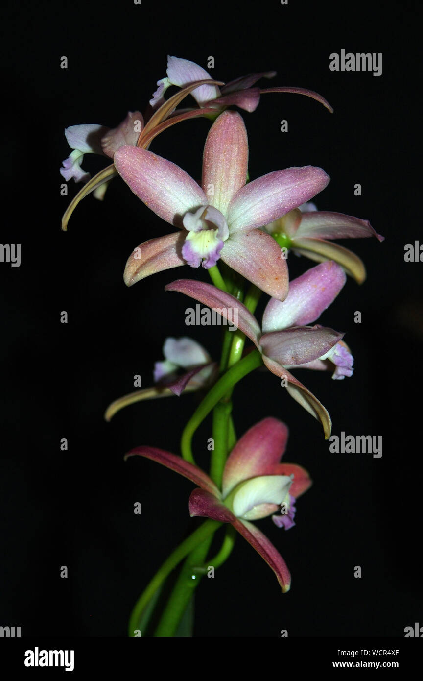 Orchid hybrid - Laelia rupestris x harpophylla var kantskyii Stock Photo